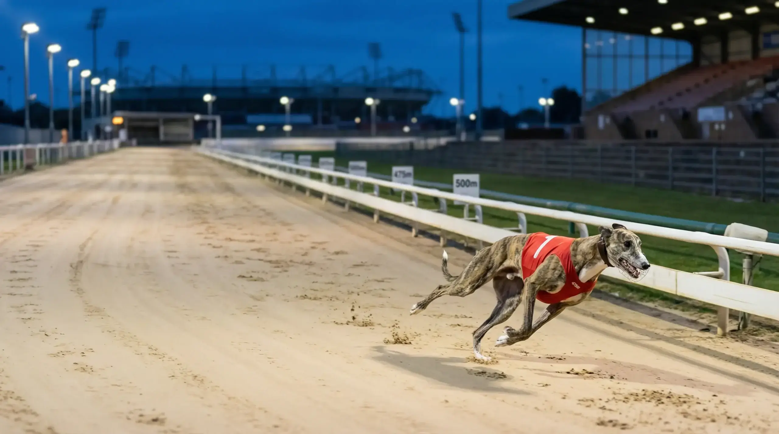Greyhound sprinting down the sand track at various race distances
